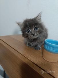 Gatti norvegesi delle foreste