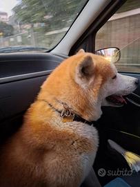 Maschio akita