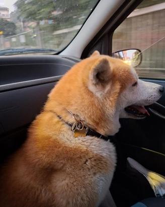 Maschio akita