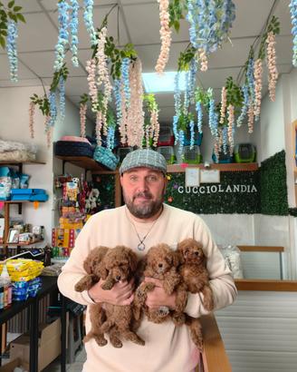 Barboncino toy red mas e fem anche a rate