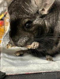 Cincilla maschio 6 mesi