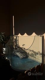 ACQUATERRARIO/TERRARIO IN VETRO SAGOMATO