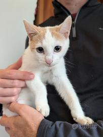 Gattino cucciolo bianco rosso