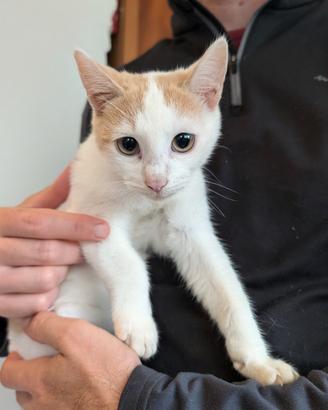 Gattino cucciolo bianco rosso