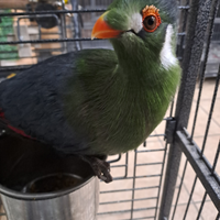 Turaco