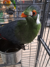 Turaco