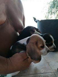 Cuccioli Beagle