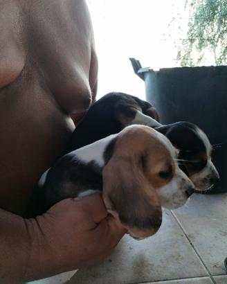 Cuccioli Beagle