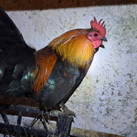 Galletto Americanino