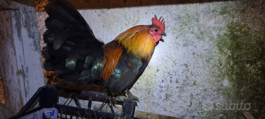 Galletto Americanino