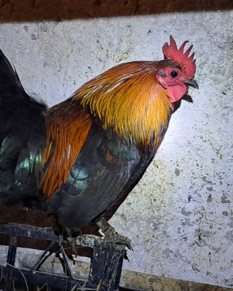 Galletto Americanino