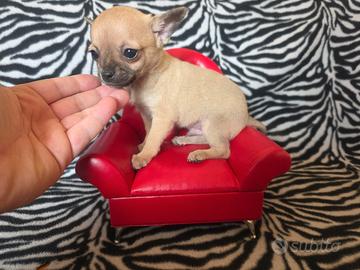 Chihuahua maschio fulvo mini toy 70 giorni