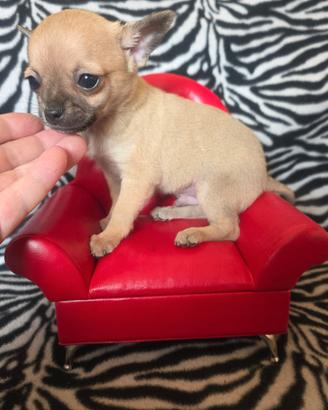 Chihuahua maschio fulvo mini toy 70 giorni