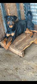 CUCCIOLONA ROTTWEILER PEDIGREE