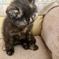 Gatta persiana nera tartarugata