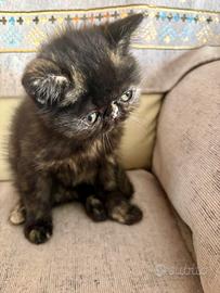 Gatta persiana nera tartarugata