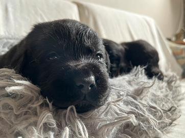 Cuccioli Labrador