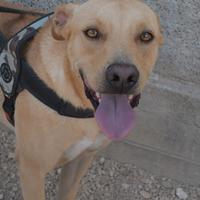 Adottate Tuono dal canile