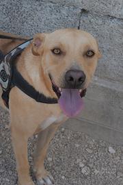 Adottate Tuono dal canile