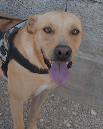 Adottate Tuono dal canile