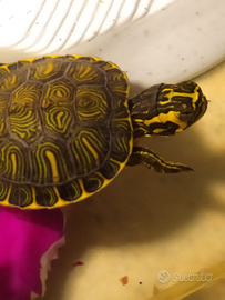 Tartaruga d acqua