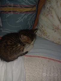 Gattina