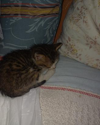 Gattina