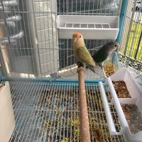 Due coppie dí inseparabili