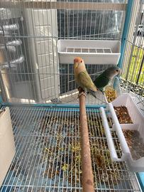 Due coppie dí inseparabili