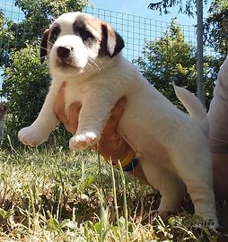 Jack Russell
