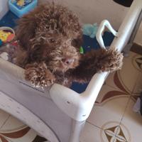 Lagotto romagnolo
