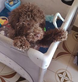 Lagotto romagnolo