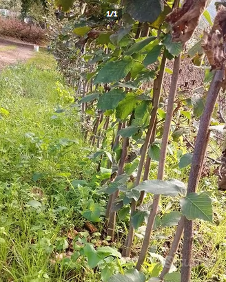 Piante di nocciole