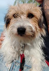 fidanzato jack Russell 