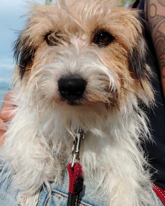 fidanzato jack Russell 