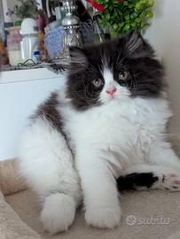 Gattino Persiano Bicolore
