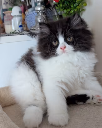 Gattino Persiano Bicolore