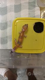 Geco leopardino