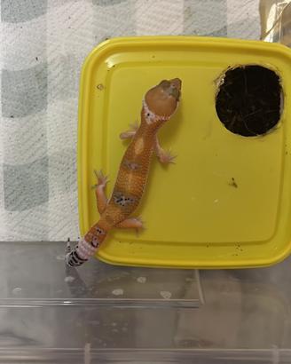 Geco leopardino