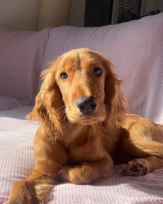 Cocker disponibile per accoppiamento