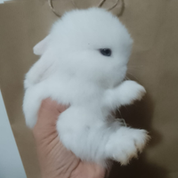 Cuccioli Mini Lop