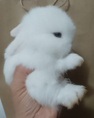 Cuccioli Mini Lop