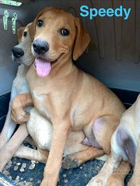 Tesorini meravigliosi 🐶