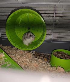 Criceto di Roborowskij