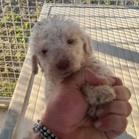Lagotto