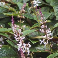 Pianta perenne decorativa Plectranthus ciliatus

