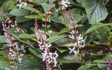 Pianta perenne decorativa Plectranthus ciliatus

