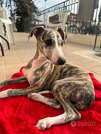 Levrieri whippet