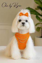 Pettorina cane arancione fluo, con catenelle.