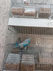 Coppie riproduttori cocorite